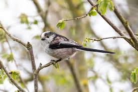 Attēlu rezultāti vaicājumam “Aegithalos caudatus adult”