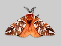 Attēlu rezultāti vaicājumam “Endromis versicolora”