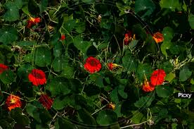 Attēlu rezultāti vaicājumam “Tropaeolaceae”