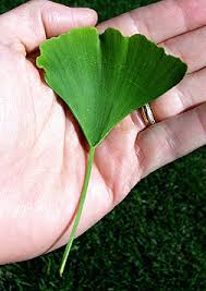 Attēlu rezultāti vaicājumam “Ginkgo biloba leaf”