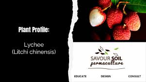 Image result for Litchi chinensis