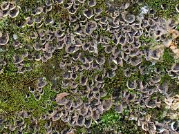 Attēlu rezultāti vaicājumam “Peltigera extenuata”