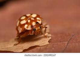 Attēlu rezultāti vaicājumam “Sospita vigintiguttata”