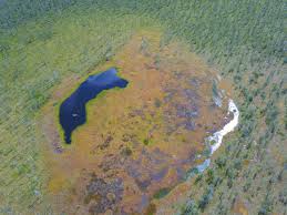 Attēlu rezultāti vaicājumam “Harpanthus flotovianus cells”