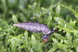 Attēlu rezultāti vaicājumam “Clausiliidae”