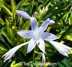 Attēlu rezultāti vaicājumam “Hosta sp. flower”