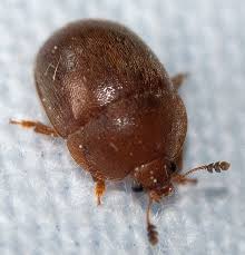 Attēlu rezultāti vaicājumam “Cychramus luteus”