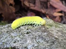 Attēlu rezultāti vaicājumam “Cimbex luteus”