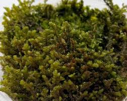 Attēlu rezultāti vaicājumam “Porella platyphylla”