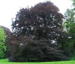 Attēlu rezultāti vaicājumam “Fagus sylvatica fo. purpurea”