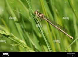 Attēlu rezultāti vaicājumam “Platycnemis pennipes female”
