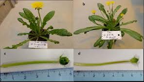 Attēlu rezultāti vaicājumam “Taraxacum officinale aggr.”