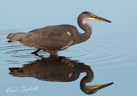 Attēlu rezultāti vaicājumam “Ardea cinerea adult”