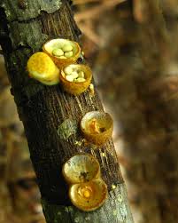 Attēlu rezultāti vaicājumam “Crucibulum laeve”