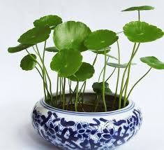 Attēlu rezultāti vaicājumam “Hydrocotyle vulgaris”