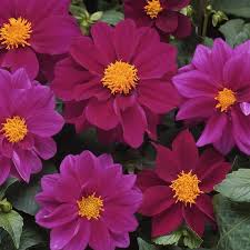 Image result for Dahlia x pinnata `Decorative Giants`