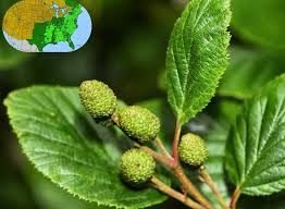 Attēlu rezultāti vaicājumam “Alnus”