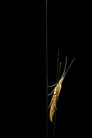 Attēlu rezultāti vaicājumam “Coleophora alticolella”