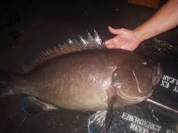 Image result for Hyporthodus niveatus