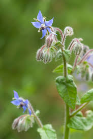 Attēlu rezultāti vaicājumam “Borago officinalis bud”