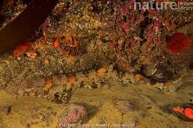 Image result for Haploblepharus edwardsii