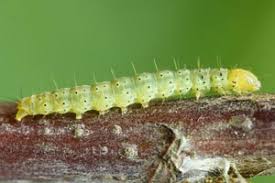 Attēlu rezultāti vaicājumam “Gelechia jakovlevi”