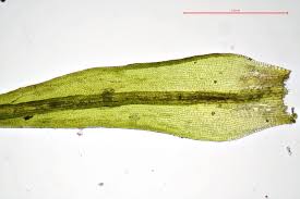 Attēlu rezultāti vaicājumam “Grimmia muehlenbeckii”