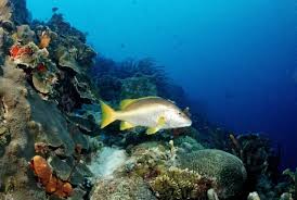 Image result for Lutjanus apodus