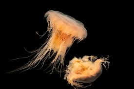 Image result for Cyanea capillata