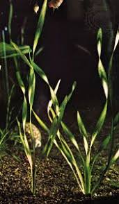 Attēlu rezultāti vaicājumam “Hydrocharitaceae”