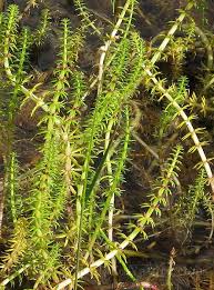 Attēlu rezultāti vaicājumam “Hippuridaceae”