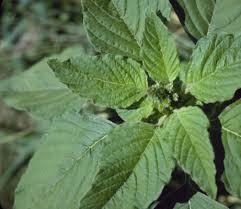 Attēlu rezultāti vaicājumam “Amaranthus retroflexus leaf”