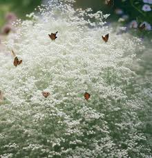 Attēlu rezultāti vaicājumam “Gypsophila paniculata leaf”
