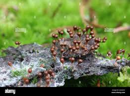 Attēlu rezultāti vaicājumam “Hemitrichia decipiens”