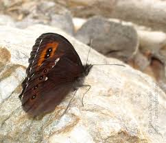 Attēlu rezultāti vaicājumam “Erebia ligea upperside”
