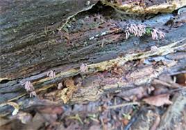 Attēlu rezultāti vaicājumam “Stemonitopsis hyperopta var. landewaldii”