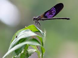 Attēlu rezultāti vaicājumam “Calopterygidae”
