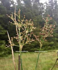 Attēlu rezultāti vaicājumam “Juncus articulatus”