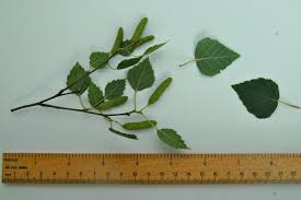 Attēlu rezultāti vaicājumam “Betula pubescens leaf”