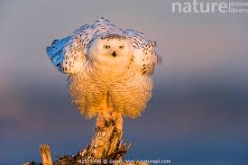 Image result for Bubo scandiacus