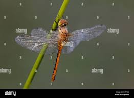 Attēlu rezultāti vaicājumam “Sympetrum vulgatum female”