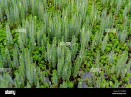 Attēlu rezultāti vaicājumam “Hippuridaceae”