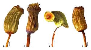 Attēlu rezultāti vaicājumam “Bartramia pomiformis”
