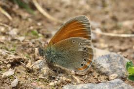 Attēlu rezultāti vaicājumam “Coenonympha glycerion underside”