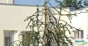 Attēlu rezultāti vaicājumam “Picea abies fo. virgata”