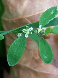 Attēlu rezultāti vaicājumam “Polygonum aviculare flower”