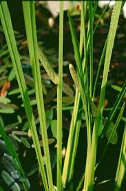 Attēlu rezultāti vaicājumam “Acorus calamus leaf”