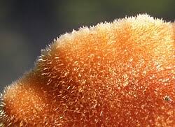 Attēlu rezultāti vaicājumam “Auriscalpium vulgare”