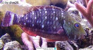 Image result for Sparisoma amplum