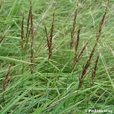 Attēlu rezultāti vaicājumam “Agrostis stolonifera subsp. straminea”